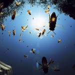 National Geographic’s Photography Contest 2010.