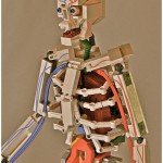 Lego Anatomy Skeleton.